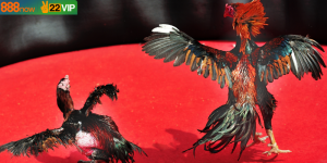 Trực Tiếp Đá Gà Hôm Nay – Đấu Trường Kịch Tính Hàng Đầu