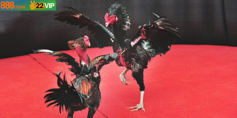 Xem trực tiếp giúp cập nhật diễn biến tức thời