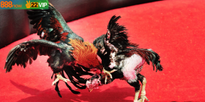 Đá Gà Thomo Campuchia – Sự Lựa Chọn Đỉnh Cao Cho Cược Thủ