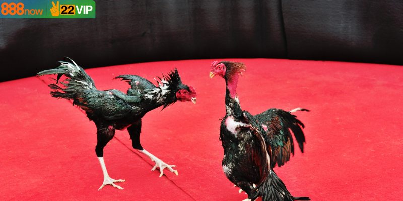 Tính minh bạch tuyệt đối trong từng trận đá gà Thomo