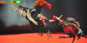 Đá Gà Cựa Dao Mỹ – Sàn Thi Đấu Tốc Độ Cao, Đầy Kịch Tính