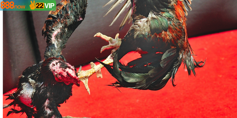 Thể loại cược đá gà cựa dao Mỹ phong phú